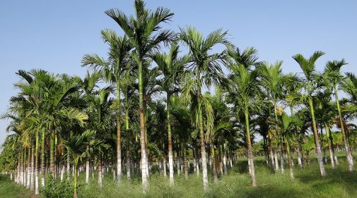 collection of fallen palm leaves from the Areca palm tree. 