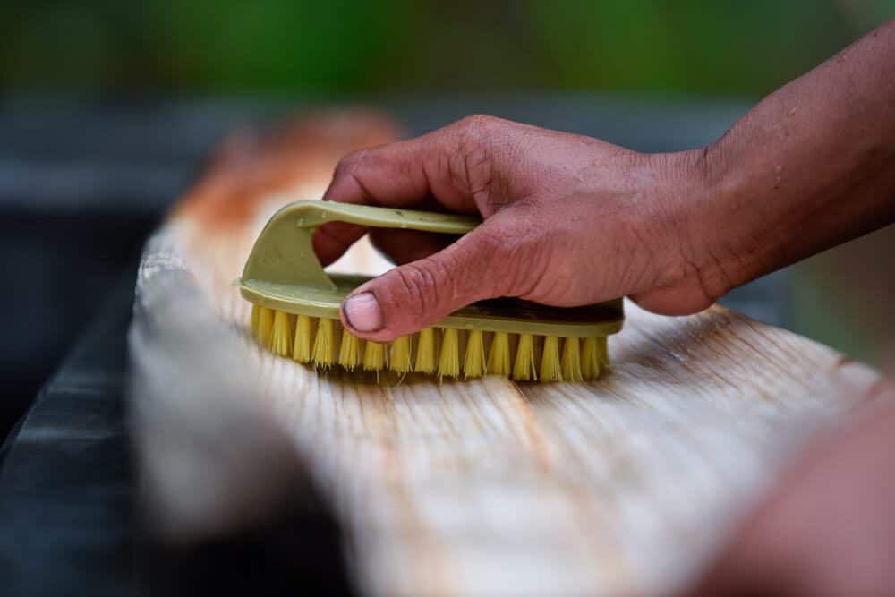 Cleaning and Sterilization of palm leafs