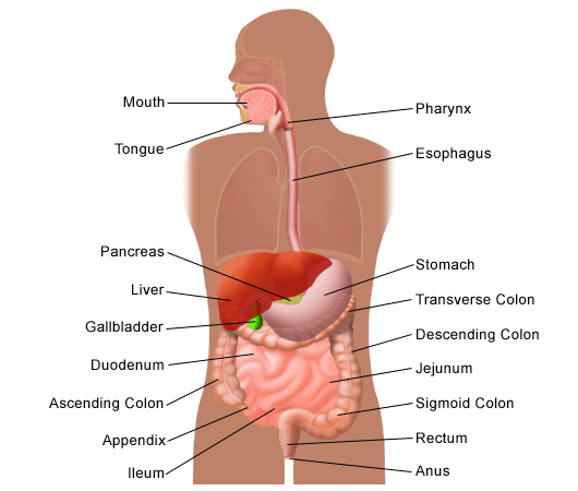 Clearing the Way: Effective Solutions for Constipation Relief