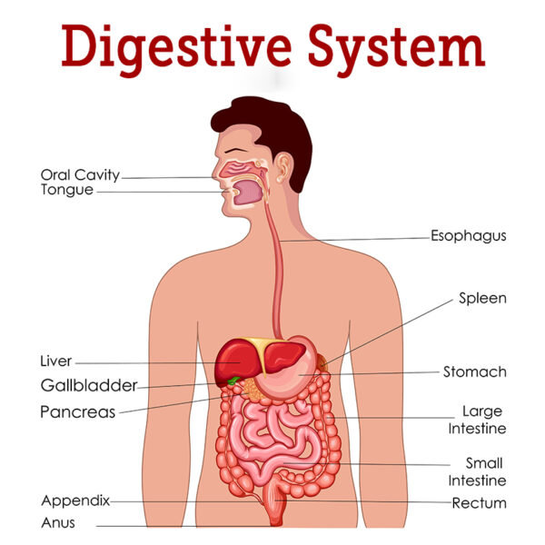 Masticate, Metabolize, Absorb: The Digestive System Uncovered