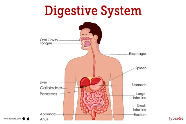 Masticate, Metabolize, Absorb: The Digestive System Uncovered